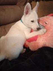Found/Stray Female Dog last seen Siegel Suites on MLK, Las Vegas, NV 89106