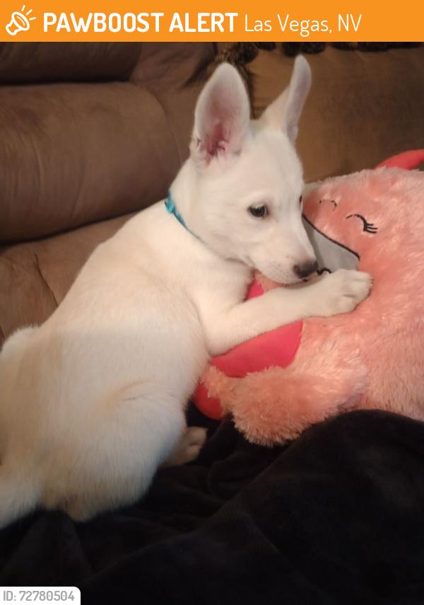 Found/Stray Female Dog last seen Siegel Suites on MLK, Las Vegas, NV 89106
