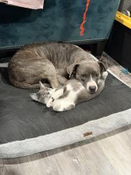 Lost Female Dog last seen Malta and Max st, Los Ninos Park , Chula Vista, CA 91911