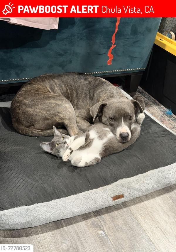 Lost Female Dog last seen Malta and Max st, Los Ninos Park , Chula Vista, CA 91911