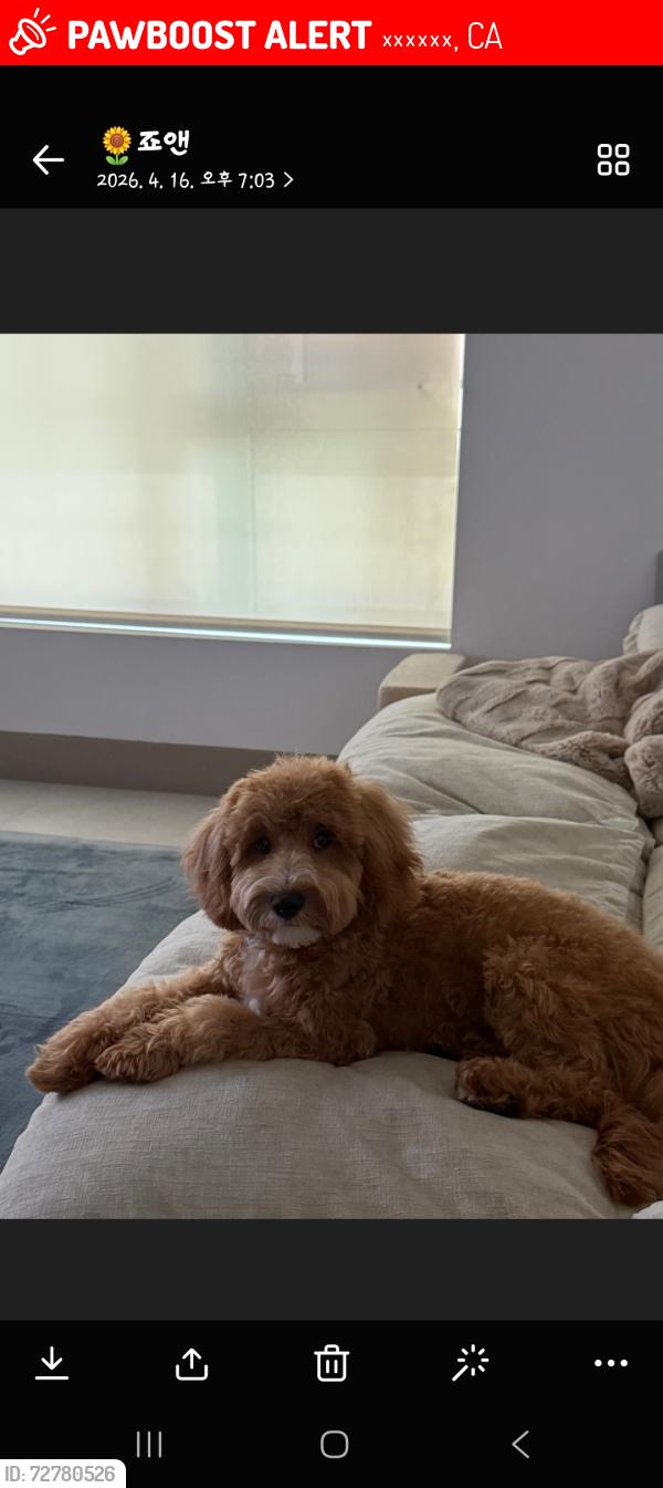 Lost Male Dog last seen 7th st and s ardmore, 로스앤젤레스, CA 90005