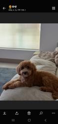 Lost Male Dog last seen 7th st and s ardmore, 로스앤젤레스, CA 90005