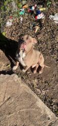 Lost Male Dog last seen Near Grand Gulf, Risinger Rd, Fort Worth, TX 76123