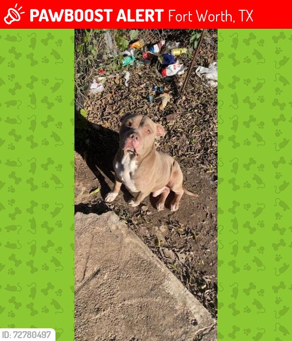 Lost Male Dog last seen Near Grand Gulf, Risinger Rd, Fort Worth, TX 76123