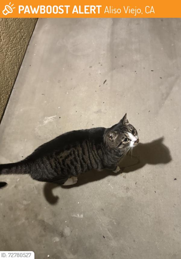 Found/Stray Unknown Cat last seen Roaming around the 3000s building, Aliso Viejo, CA 92656