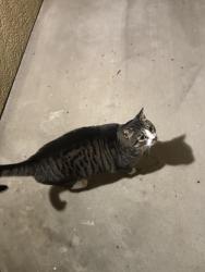 Found/Stray Unknown Cat last seen Roaming around the 3000s building, Aliso Viejo, CA 92656