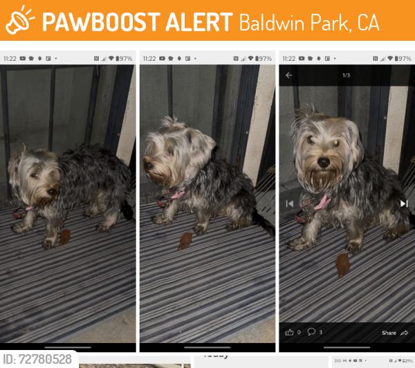 Found/Stray Female Dog last seen Pacific Ave., Baldwin Park, CA 91706