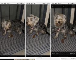 Found/Stray Female Dog last seen Pacific Ave., Baldwin Park, CA 91706