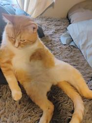 Lost Male Cat last seen Picadilly and Sam Houston , Dallas, TX 75227