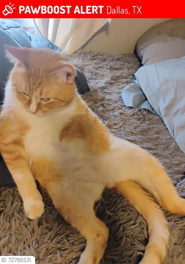 Lost Male Cat last seen Picadilly and Sam Houston , Dallas, TX 75227