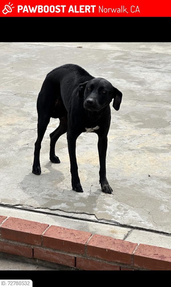 Lost Female Dog last seen Allard St @ Pioneer , Norwalk, CA 90650