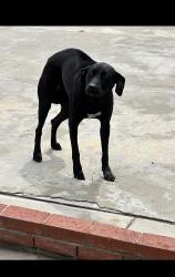 Lost Female Dog last seen Allard St @ Pioneer , Norwalk, CA 90650