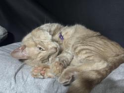Lost Male Cat last seen Intersection between Taylor Rd and Tribble Dr, Port Orange, FL 32128
