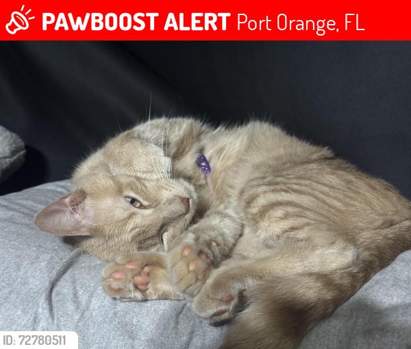 Lost Male Cat last seen Intersection between Taylor Rd and Tribble Dr, Port Orange, FL 32128