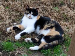 Lost Female Cat last seen Leary Mills Rd @ Route 203, Grimesland, NC 27837