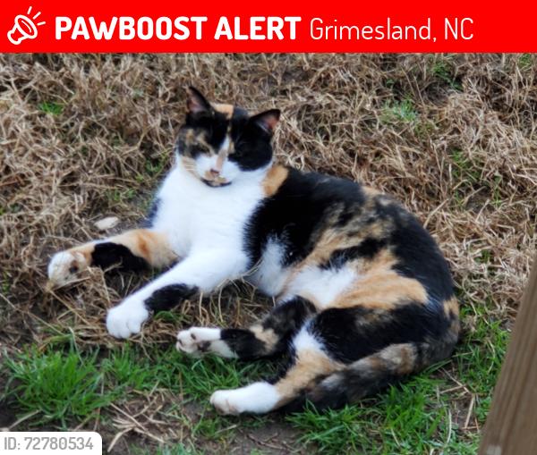 Lost Female Cat last seen Leary Mills Rd @ Route 203, Grimesland, NC 27837