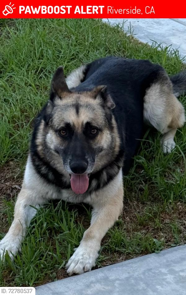 Lost Female Dog last seen Mary St , Riverside, CA 92506