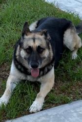 Lost Female Dog last seen Mary St , Riverside, CA 92506
