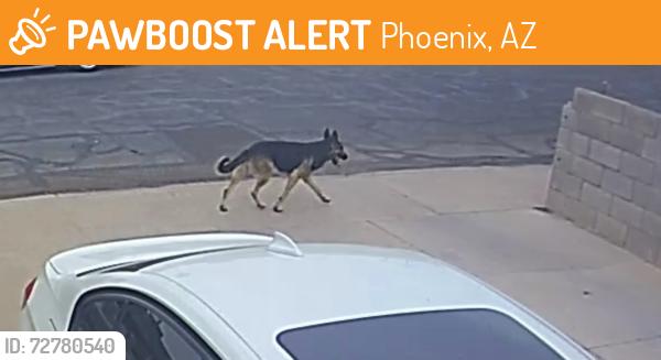 Found/Stray Male Dog last seen 52nd ave & cambridge, Phoenix, AZ 85035