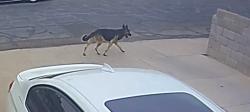 Found/Stray Male Dog last seen 52nd ave & cambridge, Phoenix, AZ 85035