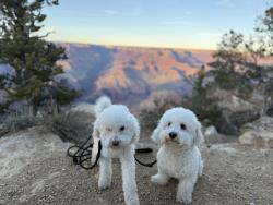 Lost Male Dog last seen Chandler, laurel canyon, Los Angeles, CA 91601