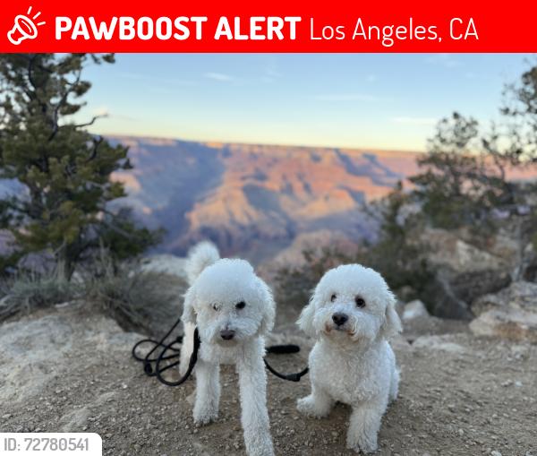 Lost Male Dog last seen Chandler, laurel canyon, Los Angeles, CA 91601