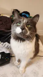 Lost Female Cat last seen Bayview, Kahnawake, QC J0L