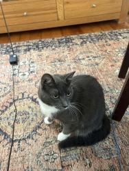 Lost Female Cat last seen Princes St & Davis St, Carlton North, VIC 3054