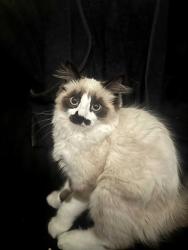 Lost Male Cat last seen In middle of 2nd and 3rd st, and boone ct on back and taylor ct on other side, Hazleton, PA 18201