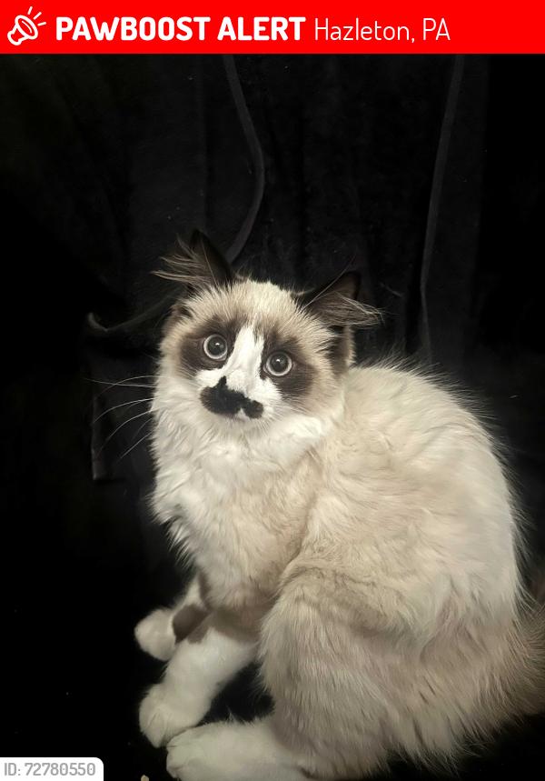 Lost Male Cat last seen In middle of 2nd and 3rd st, and boone ct on back and taylor ct on other side, Hazleton, PA 18201