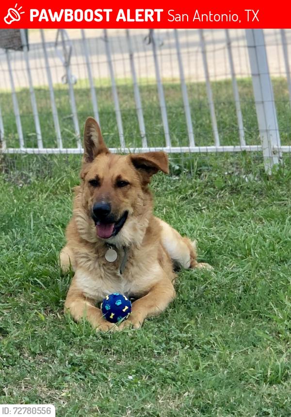 Lost Male Dog last seen Aransas Ave and Gevers, San Antonio, TX 78210