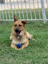 Lost Male Dog last seen Aransas Ave and Gevers, San Antonio, TX 78210