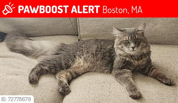 Lost Male Cat last seen Corey, Boston, MA 02132