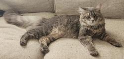Lost Male Cat last seen Corey , Boston, MA 02132