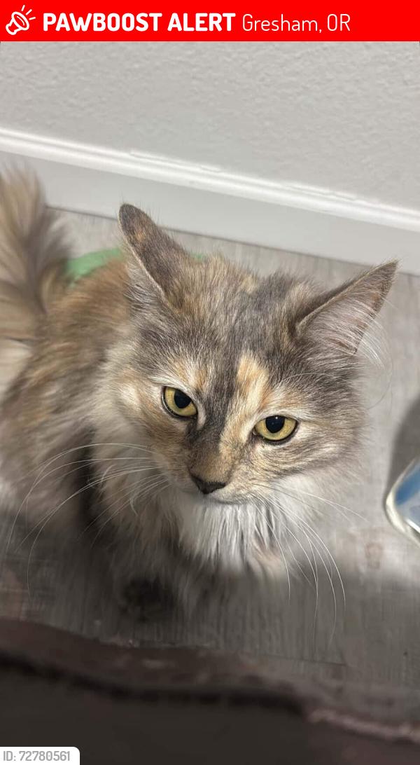 Lost Female Cat last seen Near West Powell Blvd, Gresham, OR 97030