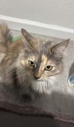Lost Female Cat last seen Near West Powell Blvd, Gresham, OR 97030