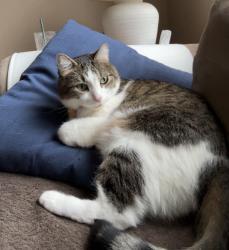 Lost Male Cat last seen 39th Ave se, Everett, wa, Everett, WA 98208