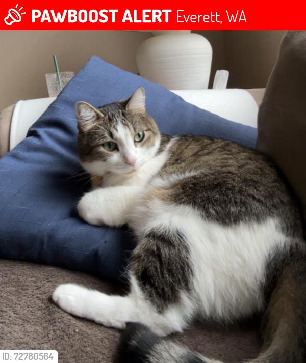Lost Male Cat last seen 39th Ave se, Everett, wa, Everett, WA 98208