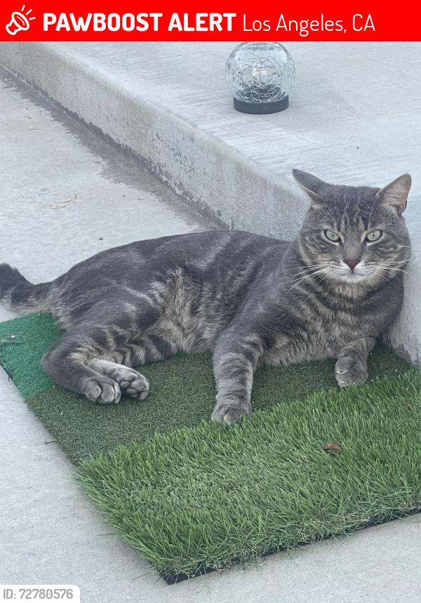 Lost Male Cat last seen Pineridge, Los Angeles, CA 91344