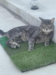 Lost Male Cat last seen Pineridge, Los Angeles, CA 91344