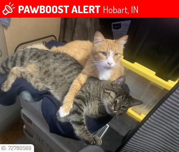 Lost Male Cat last seen East 78th Place and Dakota Street. , Hobart, IN 46342