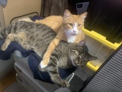 Lost Male Cat last seen East 78th Place and Dakota Street. , Hobart, IN 46342