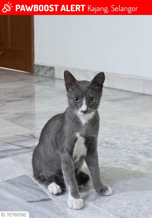 Lost Male Cat last seen Field, Kajang, Selangor 43000