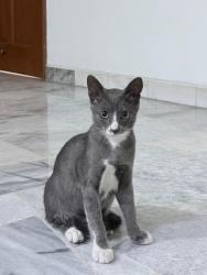 Lost Male Cat last seen Field, Kajang, Selangor 43000