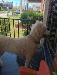Lost Female Dog last seen York Rd   Belvedere Alameda, Baltimore, MD 21212