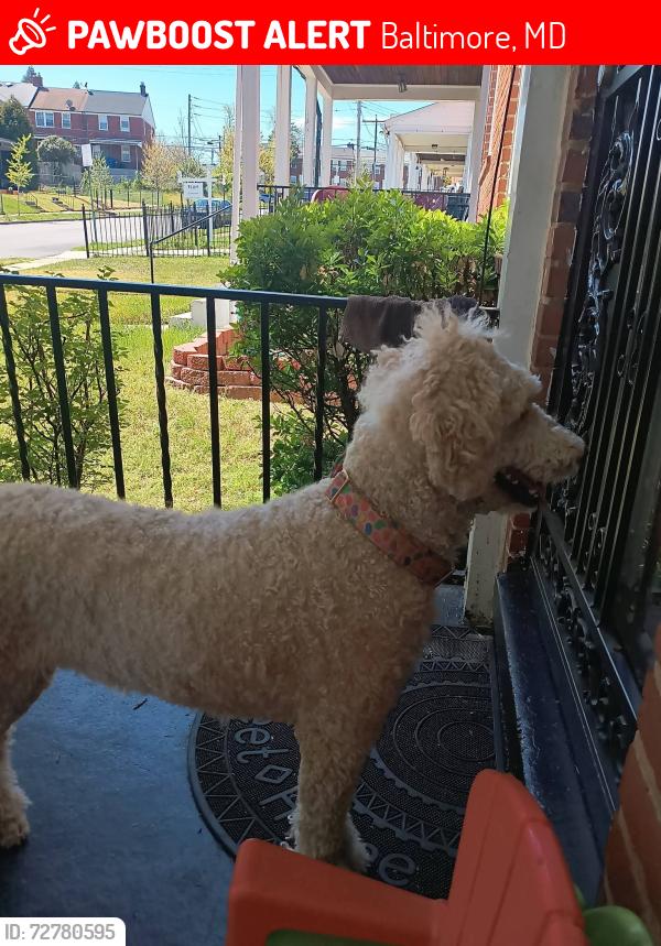 Lost Female Dog last seen York Rd   Belvedere Alameda, Baltimore, MD 21212