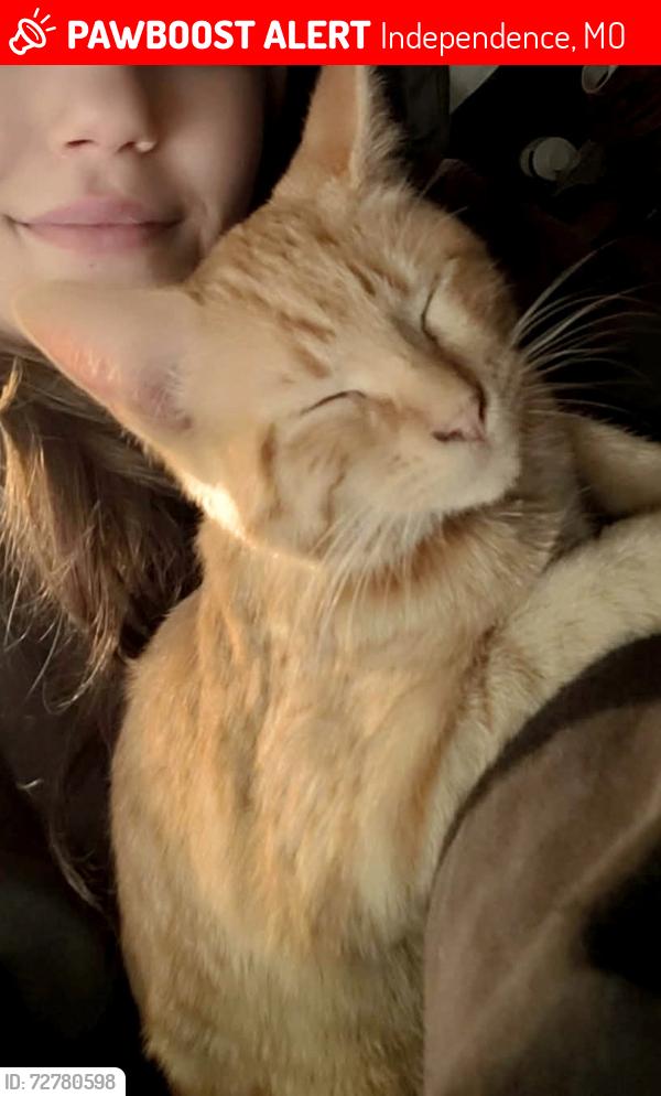 Lost Male Cat last seen Northern Blvd , Independence, MO 64052