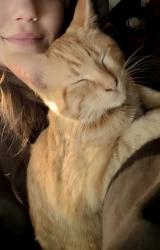 Lost Male Cat last seen Northern Blvd , Independence, MO 64052