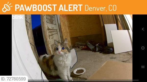 Found/Stray Unknown Cat last seen Perry and morrison, Denver, CO 80219