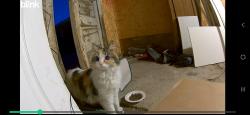 Found/Stray Unknown Cat last seen Perry and morrison, Denver, CO 80219